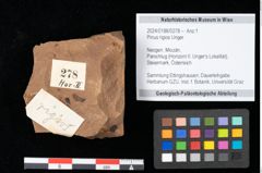 Foto (Objekt + Etikett) von Pinus rigios Unger (NHMW-GEO-2024-0188-0278)